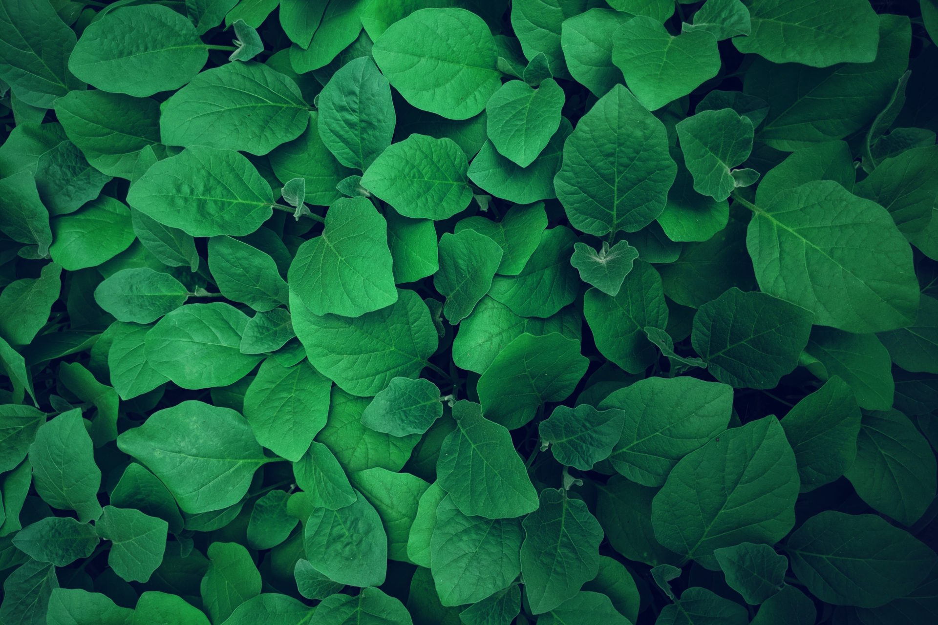 naturopathe l'essentiel