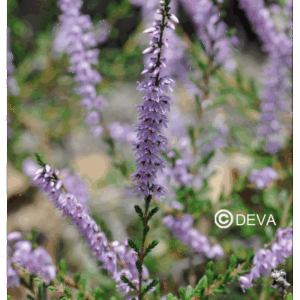 DEVA BRUYERE - Heather 15ml - n°14
