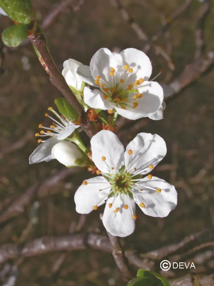 DEVA PRUNUS - Cherry Plum 15ml - n°06