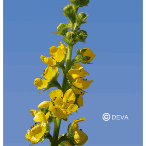 DEVA AIGREMOINE - Agrimony 30ml - n°1
