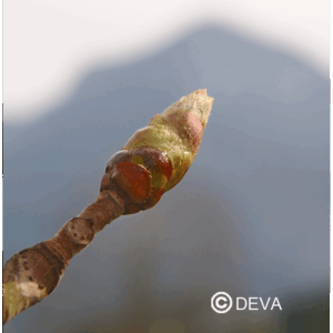 DEVA BOURGEON MARRON. - Chestnut Bud 30ml - n°7