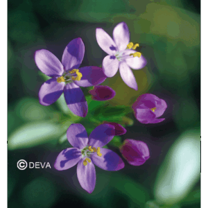 DEVA CENTAURÉE - Centaury 30ml -n°4
