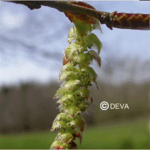 DEVA CHARM - Hornbeam 30ml n°17