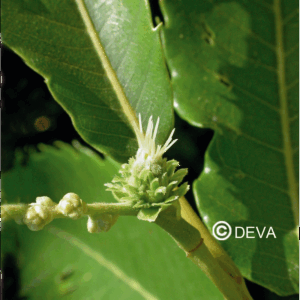 DEVA CHATAIGNER - Sweet Chestnut 30ml - n°30