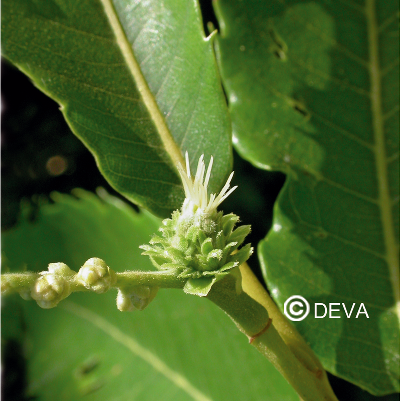 DEVA CHATAIGNER - Sweet Chestnut 30ml - n°30