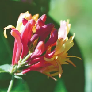 DEVA CHEVREFEUILLE - Honeysuckle 30ml n°16