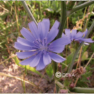 DEVA CHICORÉE - Chicory 30ml - n°8