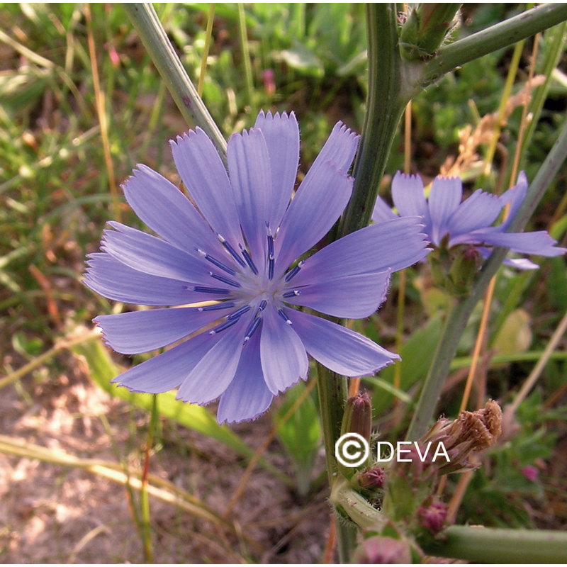DEVA CHICORÉE - Chicory 30ml - n°8