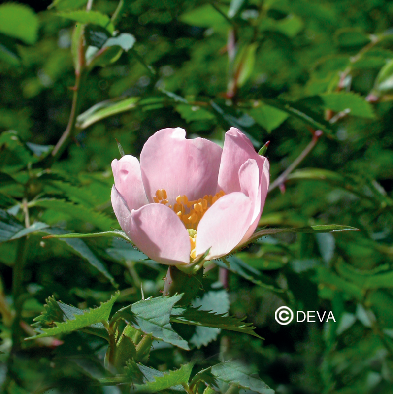 DEVA EGLANTIER - Wild rose 30ml - n°37