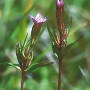 DEVA GENTIANE - Gentian 30ml - n°12