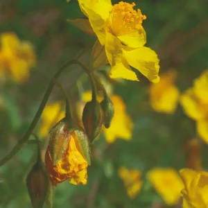 DEVA HÉLIANTHEME - Rock Rose 30ml - n°26