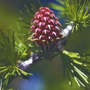 DEVA MÉLEZE - Larch 30ml - n°19