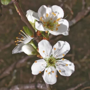 DEVA PRUNUS - Cherry Plum 30ml - n°06