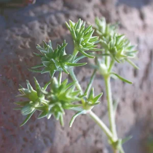 DEVA SCLERANTHE -  Scleranthus 30ml - n°28