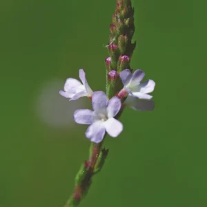 DEVA VERVEINE - Vervain 30ml - n°31