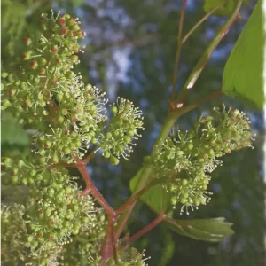 DEVA VIGNE- Vine 30ml - n°32