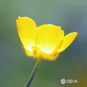 DEVA BOUTON D'OR 30ml