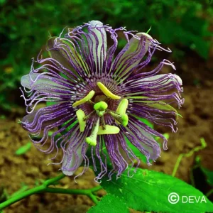 DEVA PASSIFLORE 15ml