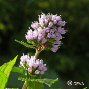 DEVA MENTHE POIVREE 15ml